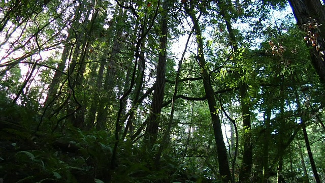 缓慢平移在红木森林的树木/里士满，加利福尼亚，美国视频下载