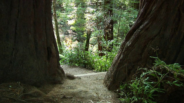 缓慢倾斜的树干在红木森林/里士满，加利福尼亚，美国视频下载