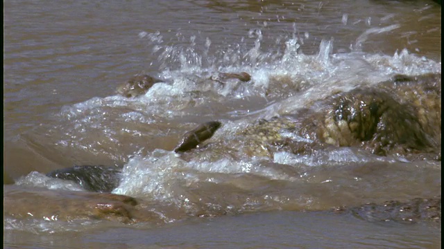 坦桑尼亚塞伦盖蒂国家公园泥泞的河流中，一群鳄鱼正在吃角马的尸体视频下载