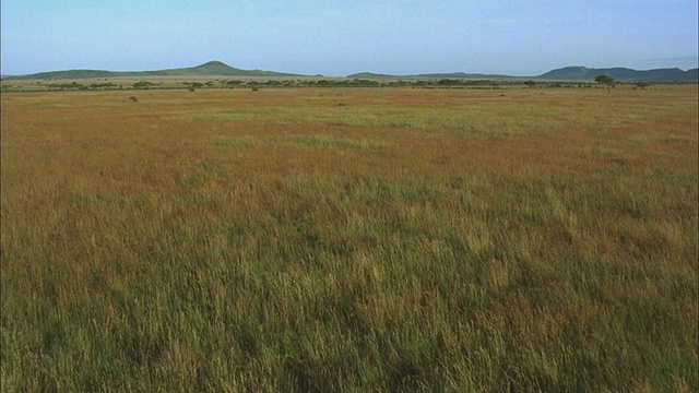 草原草地，塞伦盖蒂国家公园，坦桑尼亚视频下载