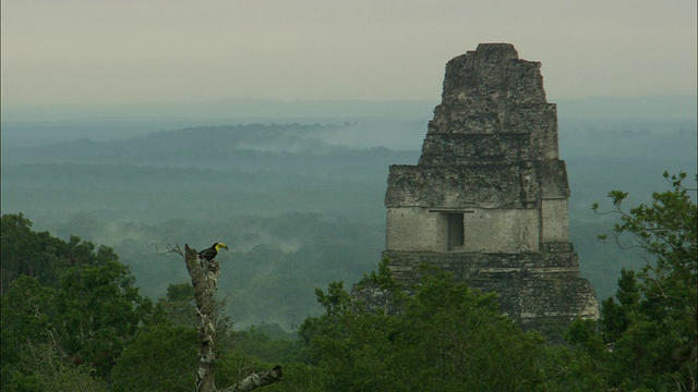 巨嘴鸟栖息在金字塔废墟的树枝上，蒂卡尔国家公园，危地马拉视频下载