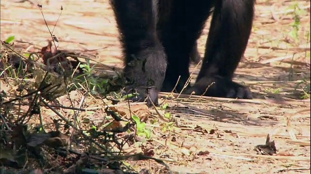 坦桑尼亚曼亚拉国家公园(著名的研究黑猩猩的地方)里一只黑猩猩的手视频下载