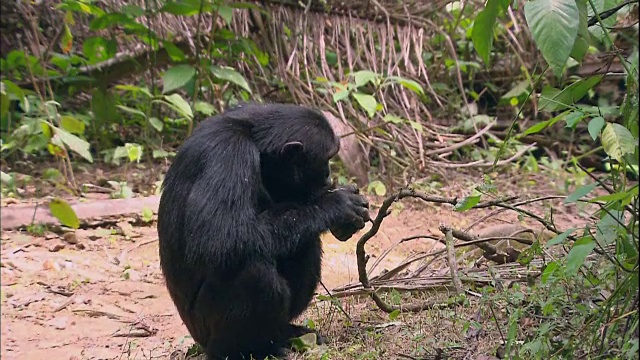 坦桑尼亚曼亚拉国家公园(著名的研究黑猩猩的地方)，一只雄性黑猩猩正在吃一个柠檬视频素材
