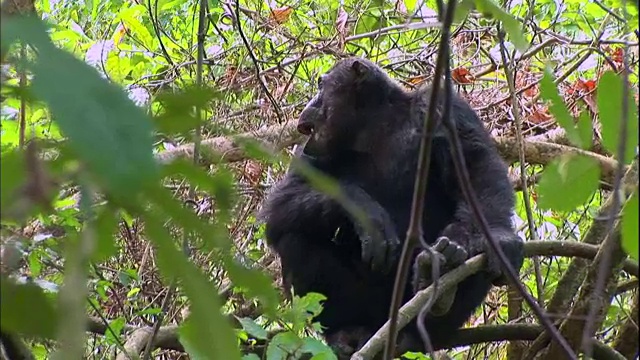 坦桑尼亚曼亚拉国家公园(著名的研究黑猩猩的地方)，一只雄性黑猩猩打哈欠视频素材