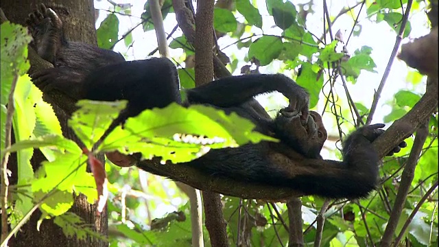一只雄性黑猩猩在坦桑尼亚的曼亚拉国家公园(著名的研究黑猩猩的地方)休息视频素材