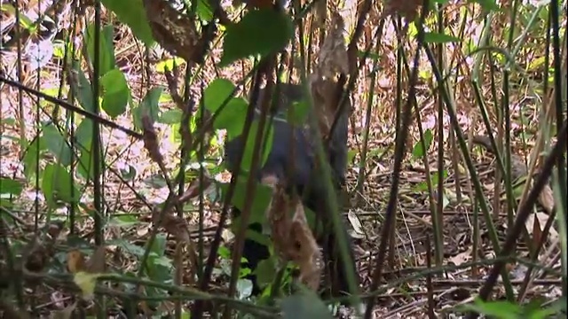坦桑尼亚曼亚拉国家公园(著名的研究黑猩猩的地方)里的一只雄性黑猩猩视频素材