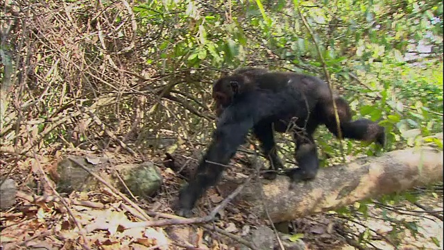 坦桑尼亚曼亚拉国家公园(著名的研究黑猩猩的地方)里的一只雄性黑猩猩视频素材