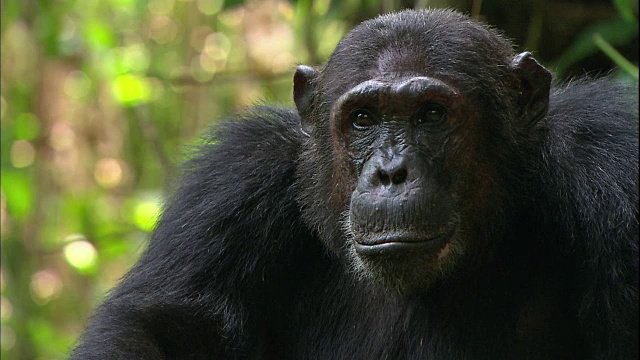 这是坦桑尼亚曼亚拉国家公园(著名的研究黑猩猩的地方)里一只雄性黑猩猩的脸视频素材