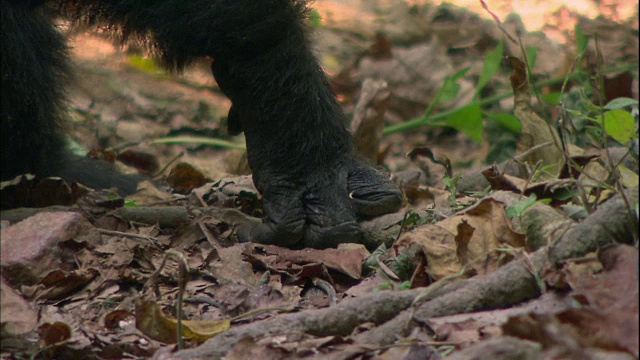 坦桑尼亚曼亚拉国家公园(著名的研究黑猩猩的地方)一只黑猩猩的手视频下载