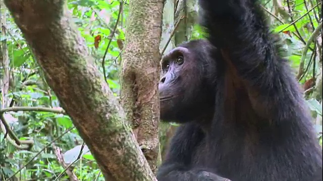 在坦桑尼亚的Manyara国家公园(著名的研究黑猩猩的地方)，一只雄性黑猩猩爬上一棵树视频素材