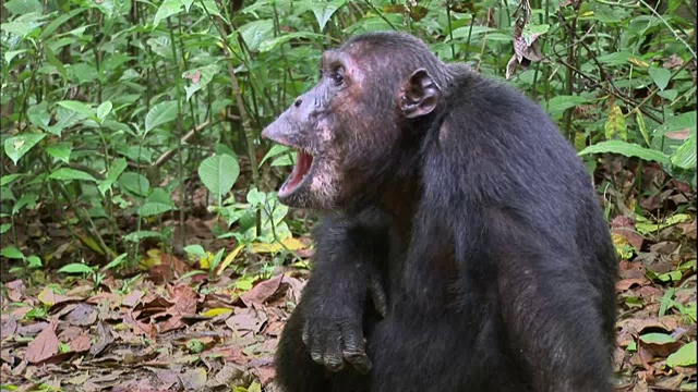 坦桑尼亚曼亚拉国家公园(著名的研究黑猩猩的地方)中的黑猩猩视频下载