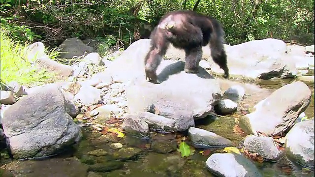 坦桑尼亚曼亚拉国家公园(著名的研究黑猩猩的地方)中的黑猩猩视频素材
