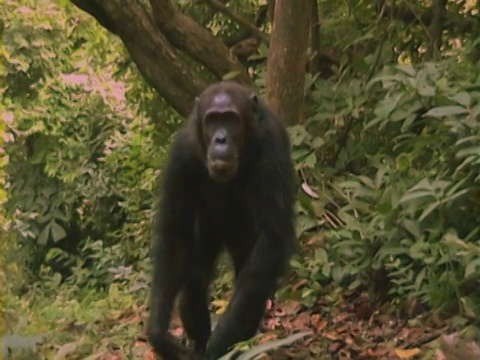 坦桑尼亚贡贝河国家公园，黑猩猩带着幼崽爬下树干，在地面上行走视频下载