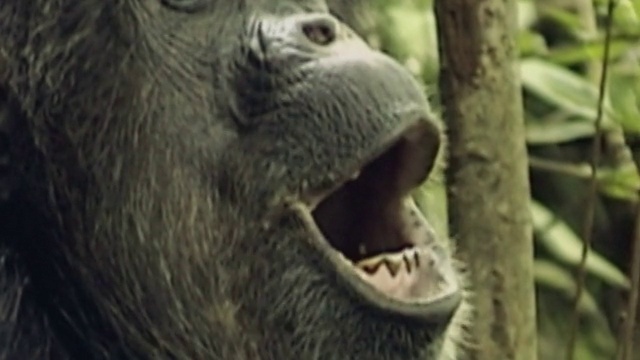 坦桑尼亚贡贝溪国家公园森林中的黑猩猩视频下载