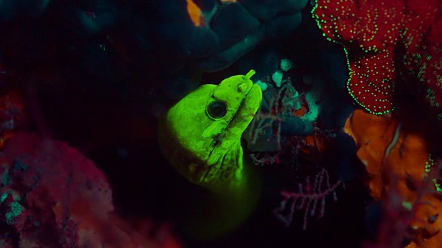 荧光海鳗在菲律宾水下视频下载