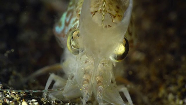 菲律宾水下蜕皮的虾视频下载