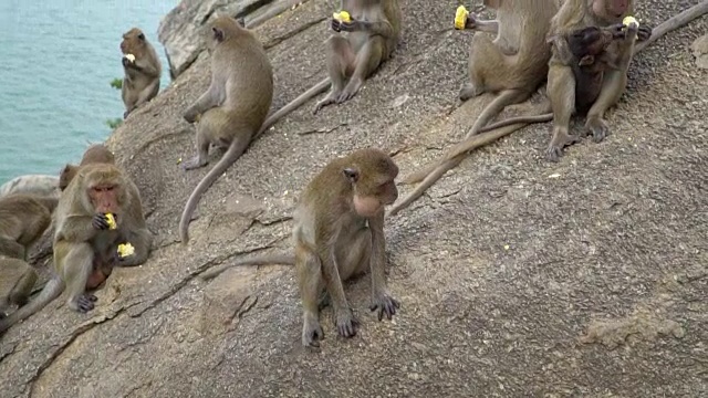 猴子猕猴坐在原木上吃东西视频素材
