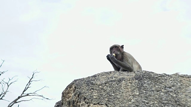 猴子猕猴坐在原木上吃东西视频素材