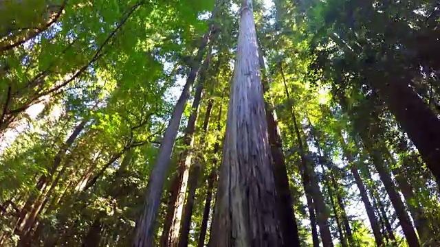 红杉森林视频素材