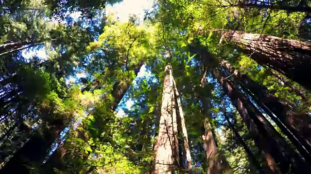 红杉森林视频素材