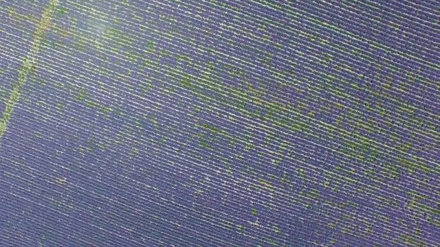 薰衣草种植园，航拍录像视频素材