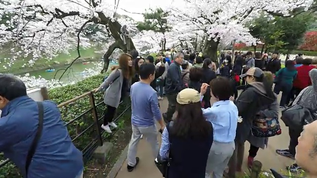 千鸟藤的樱花盛开季节视频下载