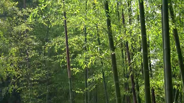 竹林视频素材