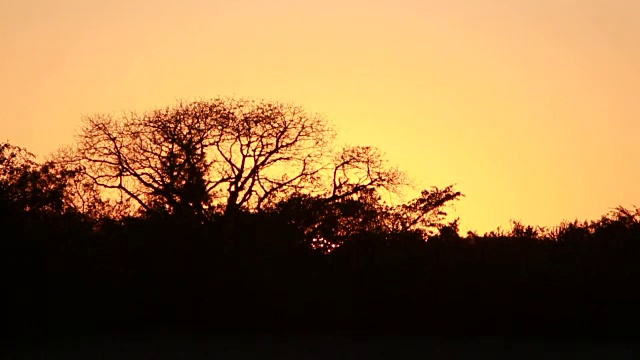 T/L在灌木丛树后的日出/林波波/南非视频素材
