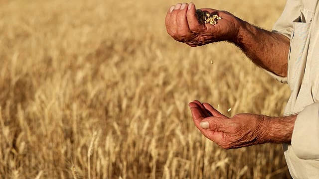 HD超级慢莫:农民的手与小麦谷物视频下载