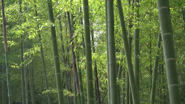竹林视频素材