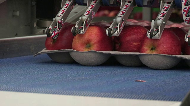 英国肯特，生产线上的苹果被机器贴上标签。视频素材