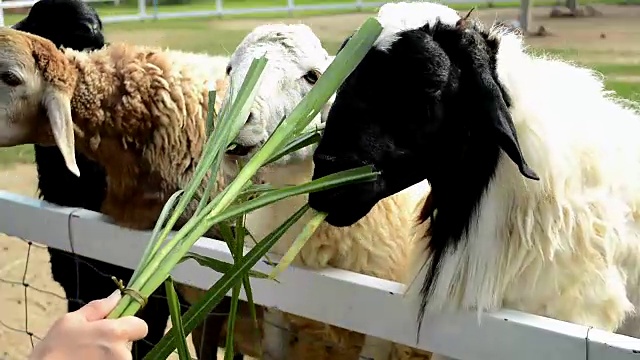农场里的羊视频下载