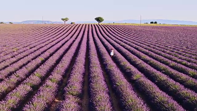 一名女子在法国普罗旺斯薰衣草地里的无人机镜头视频下载