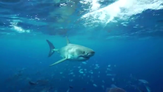 水下视图的一个雄性大白鲨游泳在一个巨大的鱼群快速检查诱饵在表面上，南海王星群岛，南澳大利亚。视频下载
