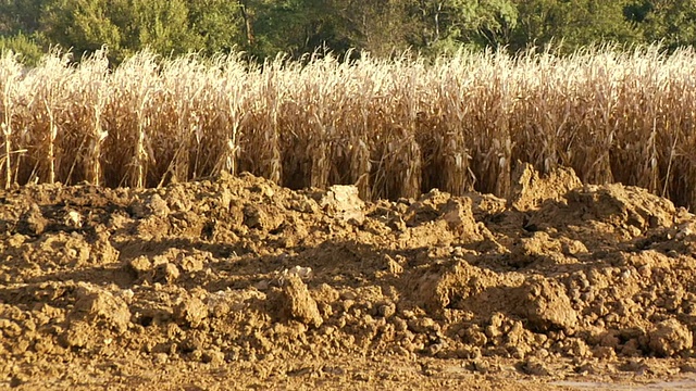 CU PAN推土机在玉米地旁推土/ Kewaunee，伊利诺伊州视频下载