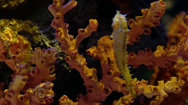 海马特写海马在多彩的珊瑚礁中游泳视频素材