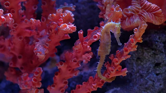 海马特写海马在多彩的珊瑚礁中游泳视频素材