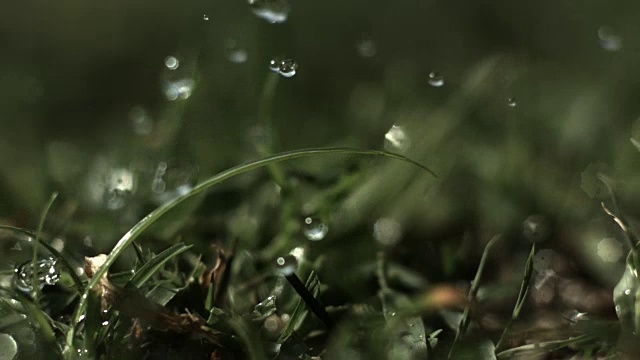 雨点落在草地上的慢动作近景。视频下载