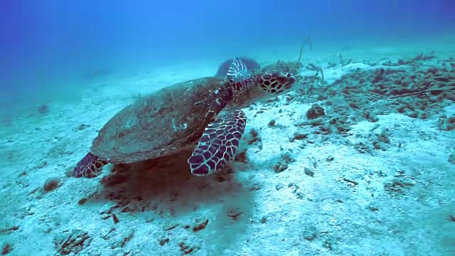 动物行为-极度濒危物种玳瑁海龟(Eretmochelys imbricata)。视频素材