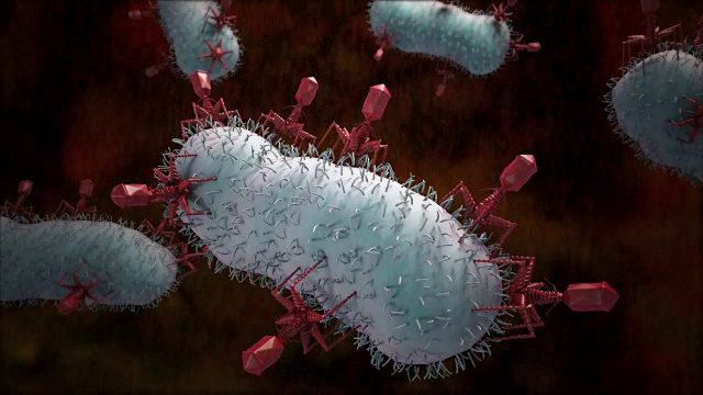 噬菌体感染细菌视频素材