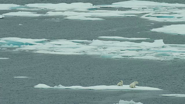 北极浮冰上的北极熊一家视频下载