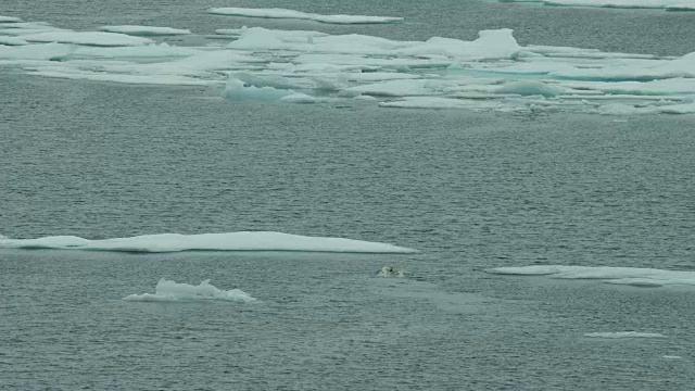 北极熊游到北极的浮冰上视频下载