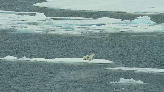 北极熊一家在浮冰上挤作一团视频下载