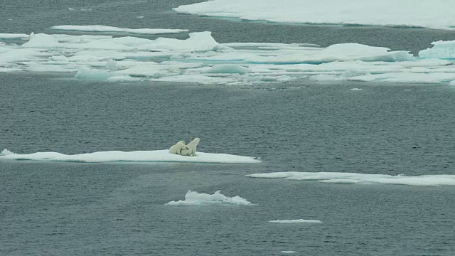 北极熊妈妈和两只幼崽视频下载