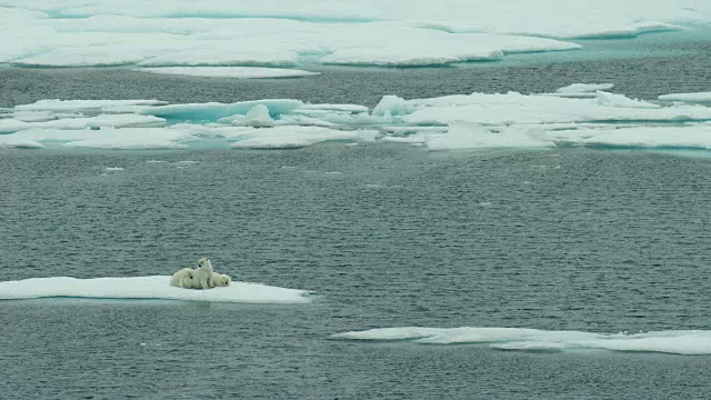 北极熊一家在浮冰上休息视频下载