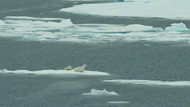 幼北极熊和妈妈在北极视频下载