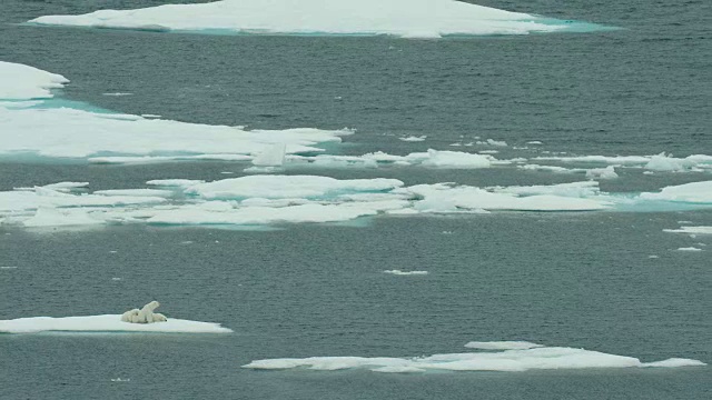 北极熊一家在北极浮冰上休息视频下载