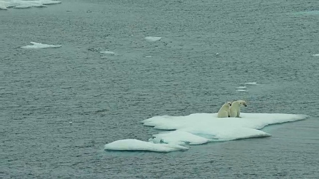 小北极熊和妈妈在浮冰上视频下载