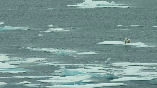 北极熊在北极水域的浮冰上休息视频下载