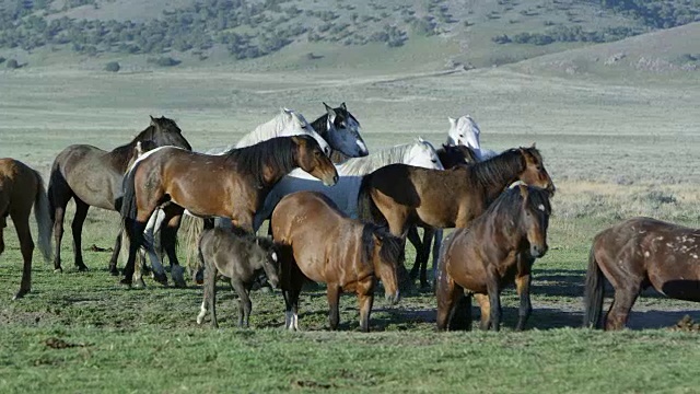 一小群野马一起在广阔的土地上奔跑视频素材